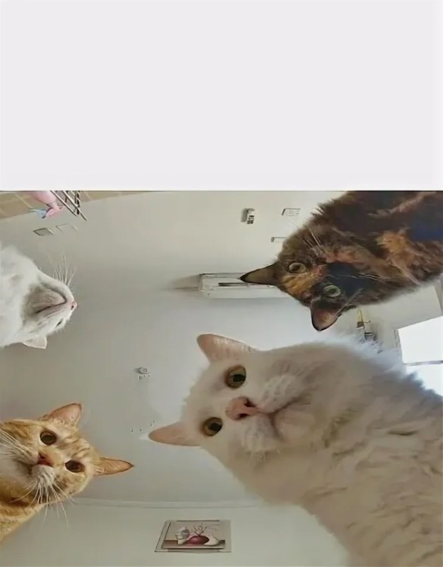 Create meme: cat cat, Get up Natasha, meme cat 