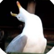 Create meme: gull laughing meme, the Seagull laughs, screaming Seagull meme