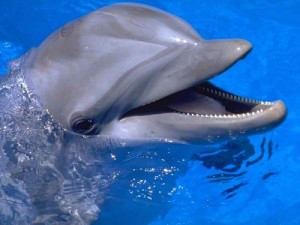 Create meme: marine mammals, delfin, yunus