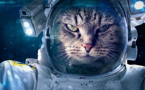 Создать мем: кошка в космосе, космические котики, кот в космосе