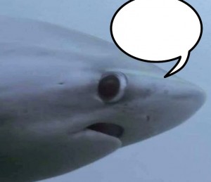 Создать мем: белая акула мем, лисья акула мем, голубая акула мем