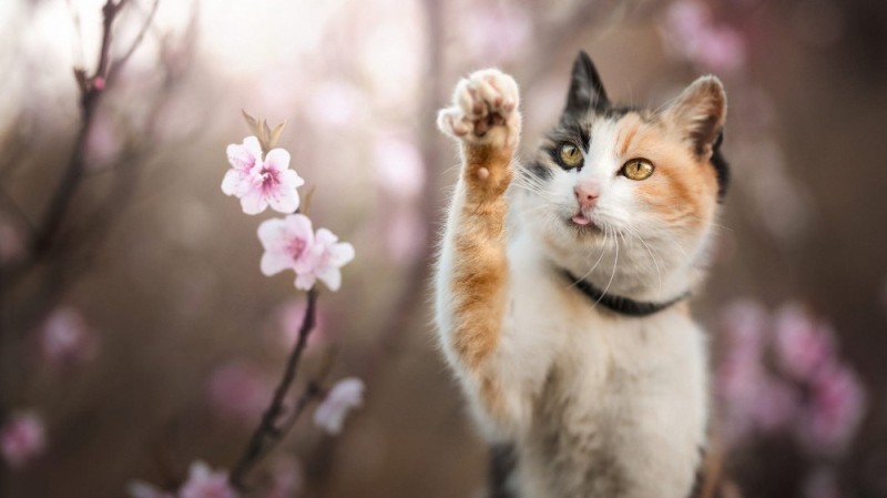 Создать мем: весенние котики, весна коты, кот весна