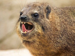 Создать мем: даманы, hyrax, животное