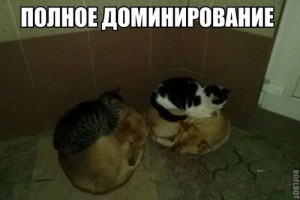 Создать мем: котик, домашние питомцы, смешные животные