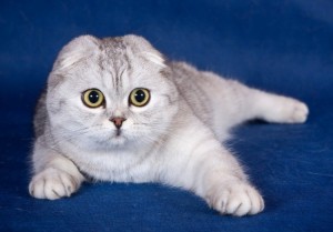 Create meme: Scottish fold cat, lop-eared Scottish fold, Scottish fold