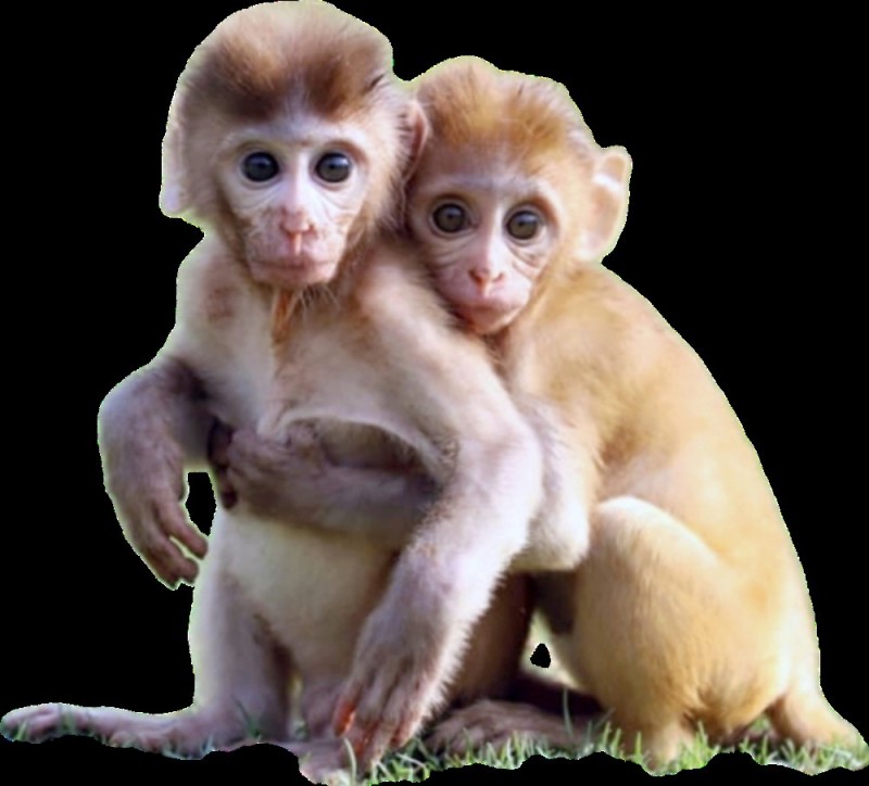 Create meme: two monkeys, cute monkey, monkey cub 