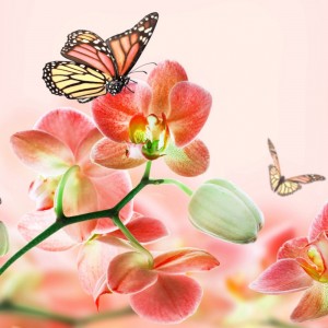 Создать мем: бабочка цветок, порхающая бабочка орхидея, орхидеи