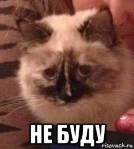 Create meme: grumpy cat christmas, kitty cat, cat funny