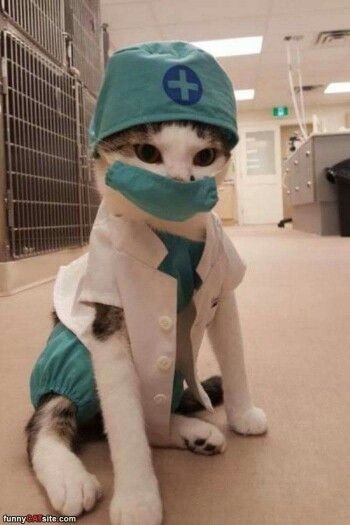 Create meme: Dr. cat, a cat in a medical uniform, veterinary