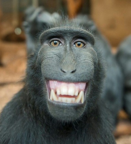 Create meme: memes with monkeys, nikolaevich the monkey, monkey smiling