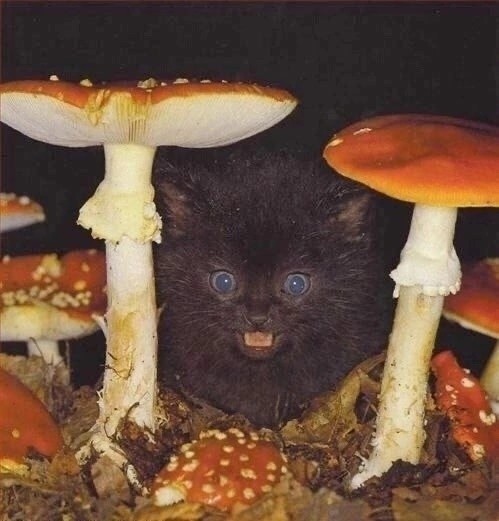Создать мем: веселый гриб, кот мухомор, котик с грибами
