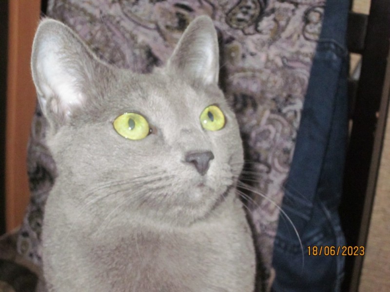 Create meme: cat, cat , the Russian blue cat