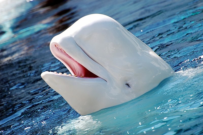 Создать мем: северный дельфин белуха, белый кит белуха, белуха
