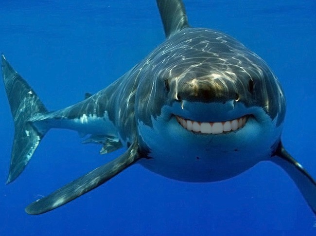 Создать мем: акула акула, акула большая, большая белая акула