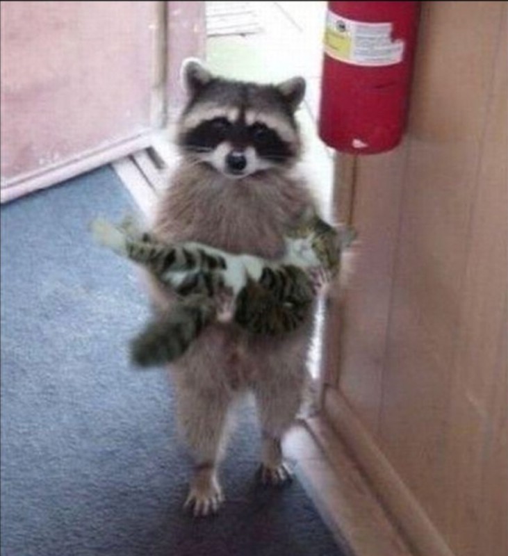 Create meme: a raccoon with a cat on hands, a raccoon is holding a cat, raccoons 