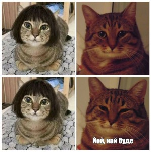 Создать мем: коты мемы популярные, мемы с котами пожалуйста, мемы с котами оригинал