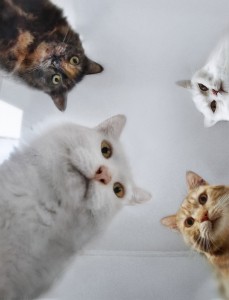 Создать мем: мемы котики, коты, кошка