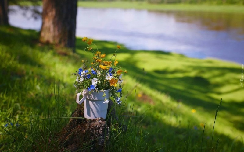 Create meme: morning wildflowers, summer landscape, summer flowers in the village