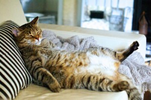 Создать мем: monster cat, толстый кот спит, кот спит на диване