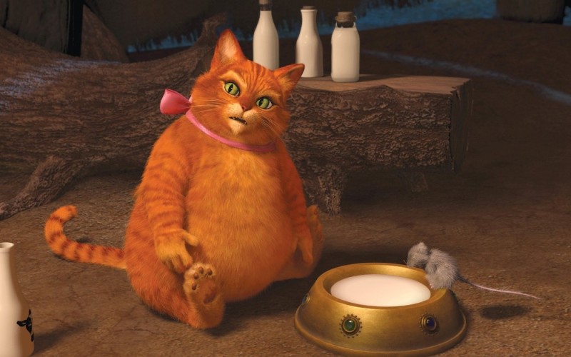 Create meme: Shrek cat, The Shrek cat is fat, cat from the movie Shrek