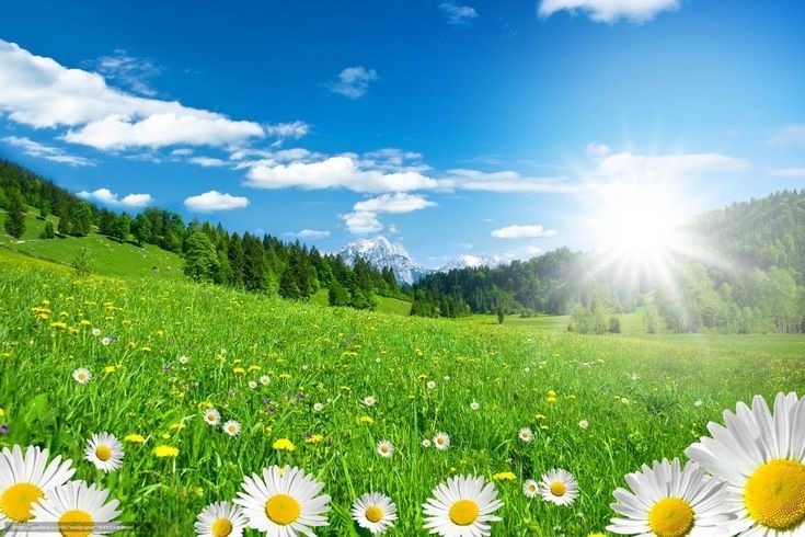 Create meme: field with daisies, background the field of daisies, field nature