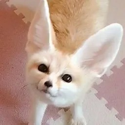 Create meme: big - eared fox, Chanterelle Fenech, desert fox fenek