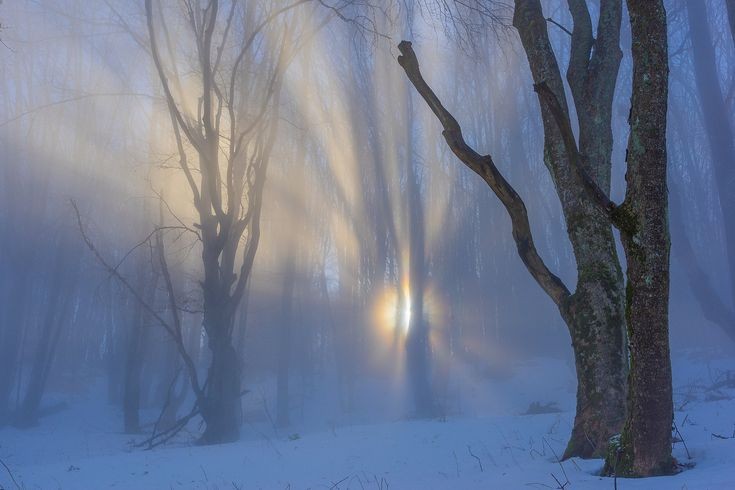 Create meme: winter landscape, winter, landscape fog