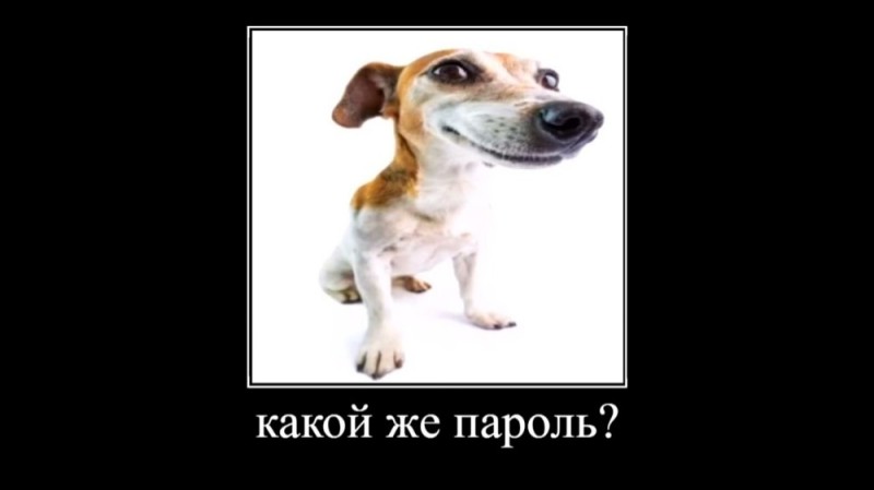 Create meme: dog funny, dog, dog 