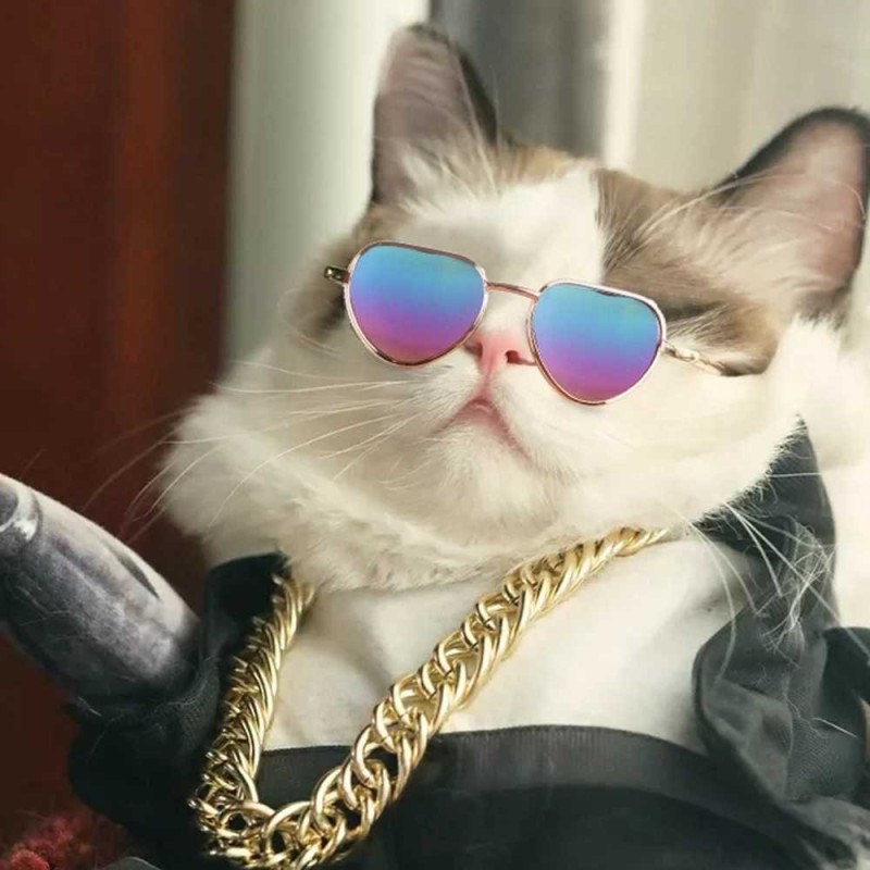 Create meme: cat , cool cats , accessories