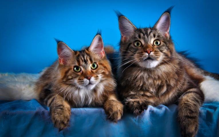 Create meme: kittens the Maine Coon , cat Maine Coon, maine coon cat