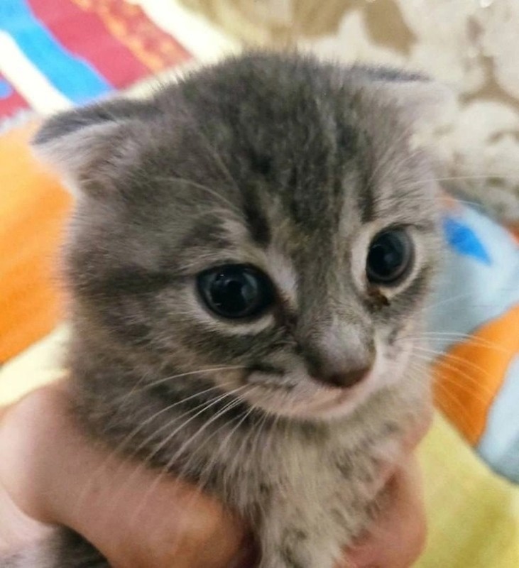 Create meme: Scottish, Scottish fold cat, the scottish kitten