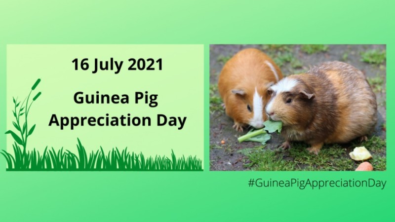 Create meme: guinea pig , Guinea pigs, cavia for guinea pigs