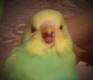 Create meme: budgies