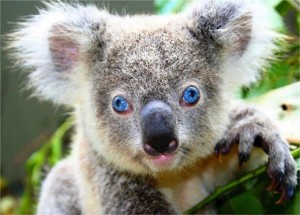 Create meme: pine Koala sanctuary, blue Koala, koala
