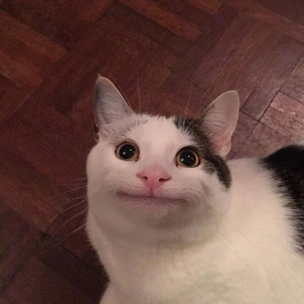 Create meme: mennie cats, the cat from the meme, cat smiles meme