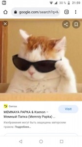 Создать мем: cat meow, мемные мемы, кот