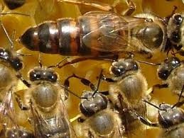 Создать мем: пчеломатки бакфаст линия в70wk, бакфаст карника, пчеломатка карпатка