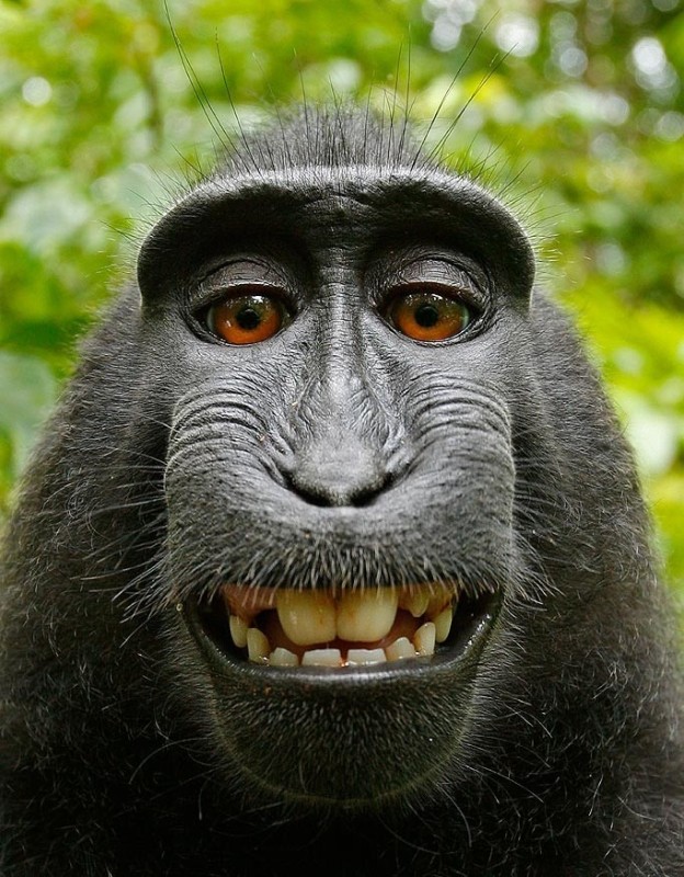 Create meme: funny animal faces, old monkey , selfie monkey 