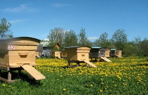 Создать мем: пчелиная пасека, улей с пчелами, улей на даче