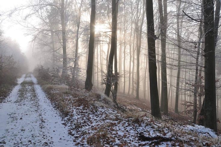 Create meme: forest in the snow, late autumn, forest in winter