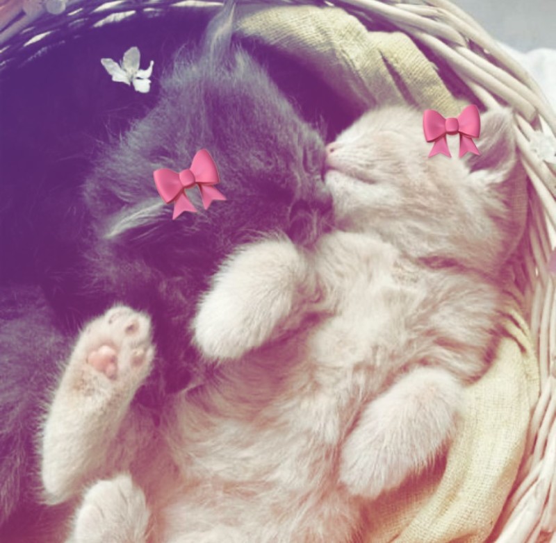 Create meme: nyashnye seals , photos of cute cats, cute kittens
