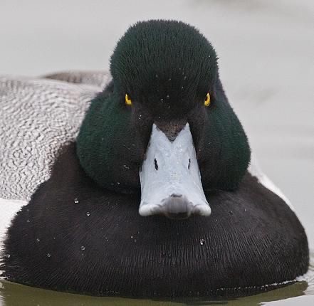 Create meme: duck , drake duck, black duck