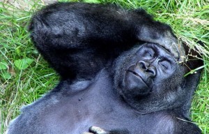 Создать мем: большая горилла, обезьяна горилла, горилла спит