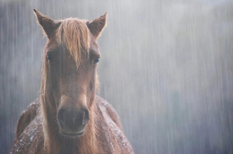 Create meme: the Icelandic horse, horse , horse 