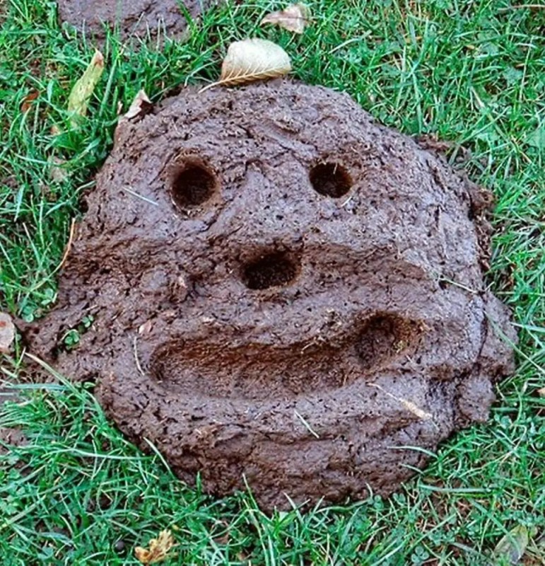 Create meme: cow dung, cow tortilla