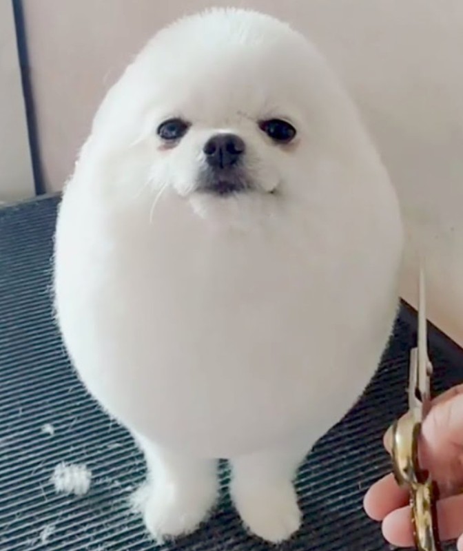 Create meme: Pomeranian , pomeranian white, eggdog toy