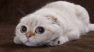 Create meme: seals, cute cats, cat