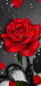 Создать мем: цветы розы, красивые розы, обои на телефон розы