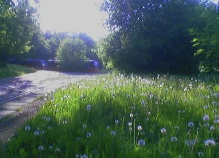 Create meme: field nature, nature summer, dandelions meadow