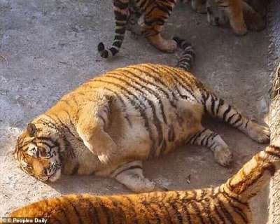 Создать мем: жирный тигр, амурские тигры растолстели, толстый амурский тигр